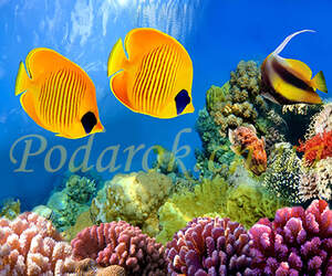 Картинка 332