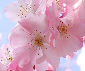 Экстракт Сакуры