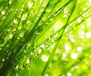 Отдушка "Свежесть утренней росы" - усил. конц.