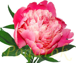 Отдушка "Очарование пиона" - усил. конц.