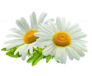 Отдушка "Ромашка" - усил. конц.