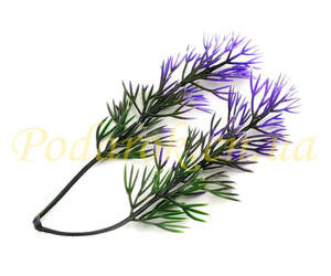 Веточка водоросли