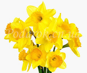 Отдушка "Букет нарциссов" - усил. конц.