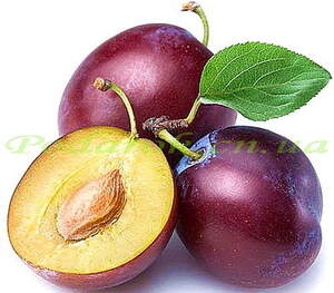 Масло сливовых косточек, холодный отжим