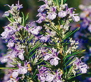 Сухоцвет - Розмарина