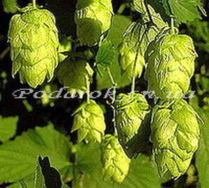 Сухоцвет - Шишек хмеля Сухоцвет - Шишек хмеля