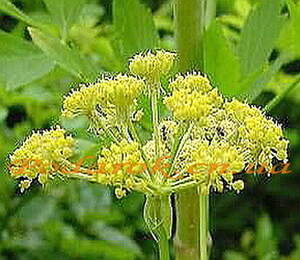 Экстракт Любистка Экстракт Любистка