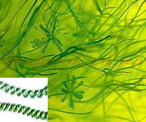 Экстракт Спирулины Экстракт Спирулины