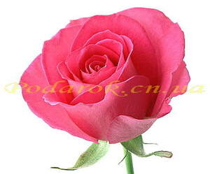 Гидролат розы