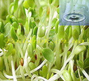 Водорозчинне масло зародків рису