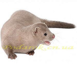 Норкове масло