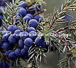 Ефірна олія - ​​Ялівцю (хвої)