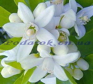 Ефірна олія - ​​Нероли