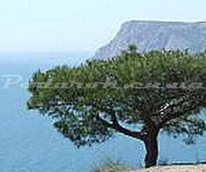 Ефірна олія - ​​Сосна кримська