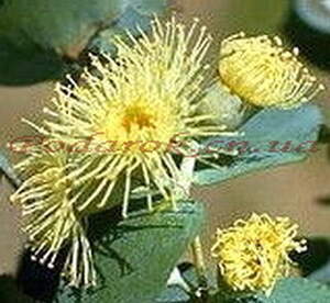 Ефірна олія - ​​евкаліпта