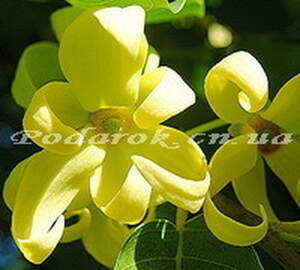 Ефірна олія іланг - ілангу