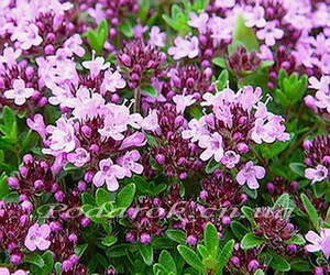 Ефірна олія Чабреца