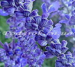 Ефірна олія шавлії (мускатного)