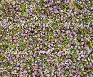 Сухоцвіт - Вереса