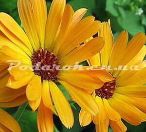 Екстракт календули