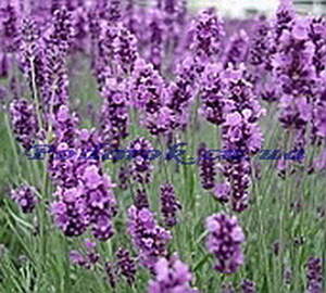 Екстракт лаванди