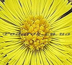 Екстракт мати-й-мачухи