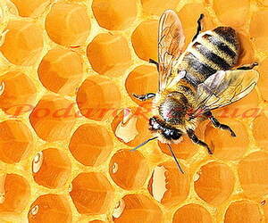 Екстракт прополісу