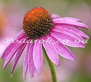 Екстракт Ехінацеї пурпурової