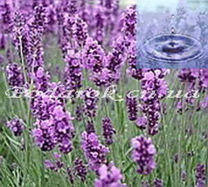 Лавандова вода (запашна)