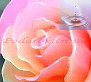 Рожева вода (запашна)