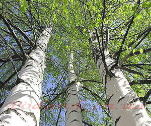 Березовий дьоготь