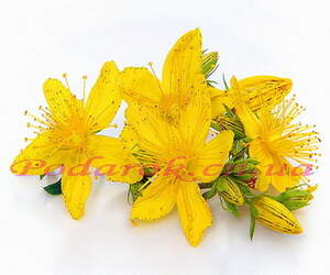 масло звіробою