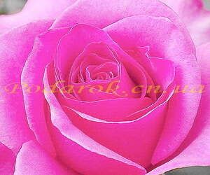 Екстракт троянди