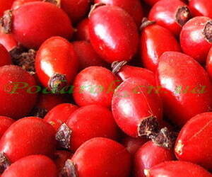 Екстракт шипшини