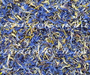 Сухоцвіт Василька