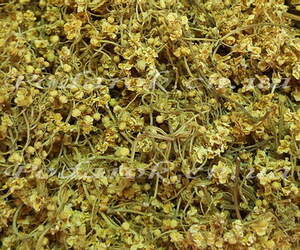 сухоцвіт Бузини