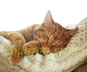 Картинка 319