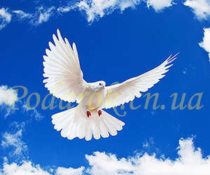 Картинка 340