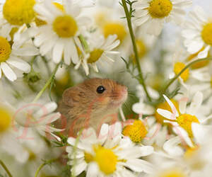 Картинка 394