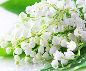 Отдушка Отдушка