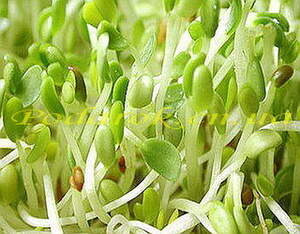 Олія зародків рису Олія зародків рису