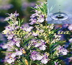 Розмаринова вода (запашна)