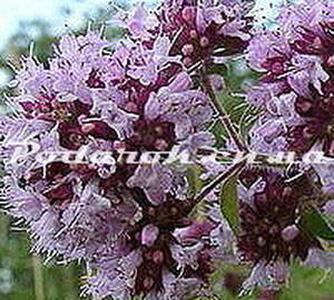 Сухоцвіт - Материнки