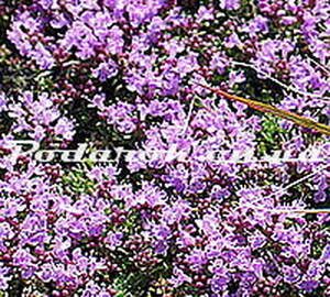 Сухоцвіт - Чебрецю