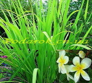 Ефірна олія - ​​пальморозова