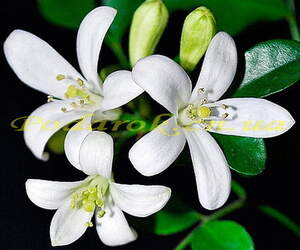 Запашна вода Бергамота