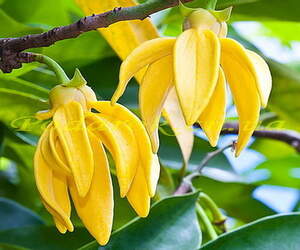 Запашна вода іланг-ілангу