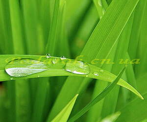 Запашна вода Лемонграс