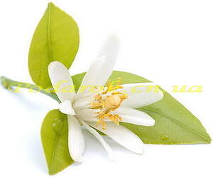 Запашна вода Нероли