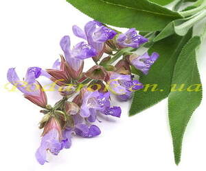 гідролат шавлії